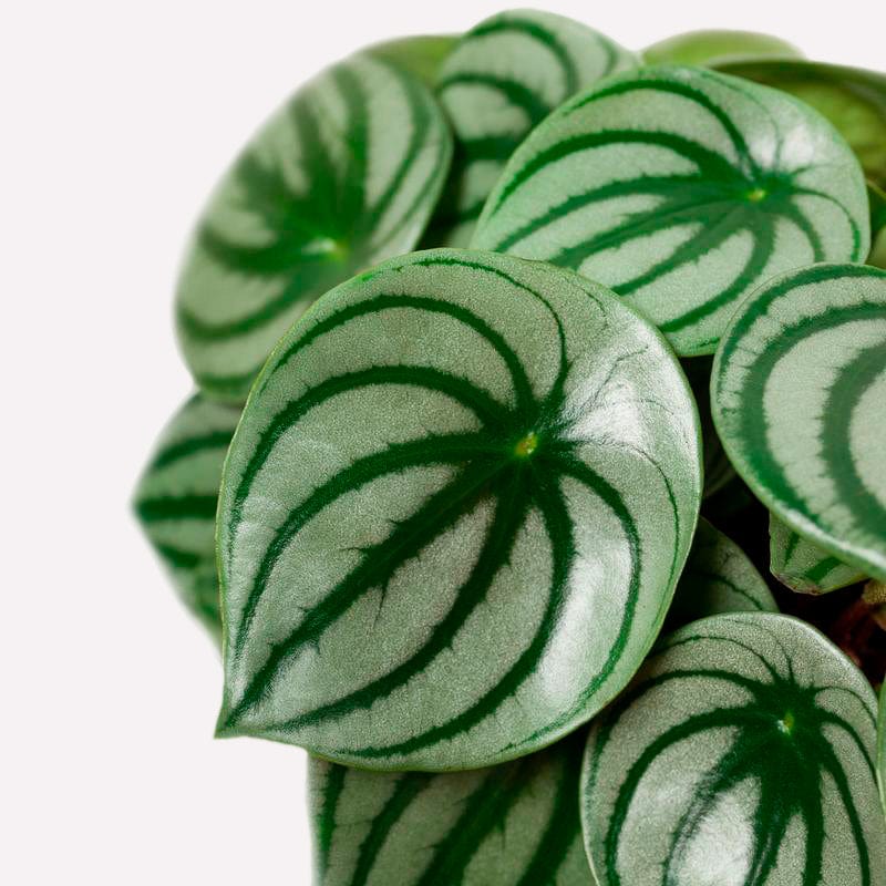 close up van getekend blad van watermelon plant