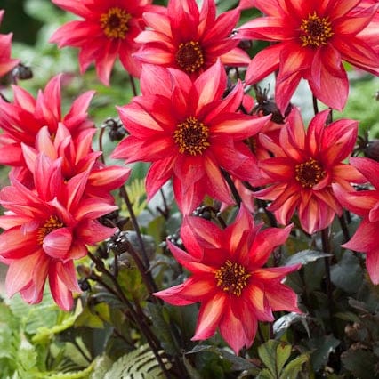 Een hele bos biologisce dahlia's waltzing Mathilda in volle bloei.