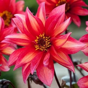 Biologisce dahlia waltzing mathilda in volle bloei.