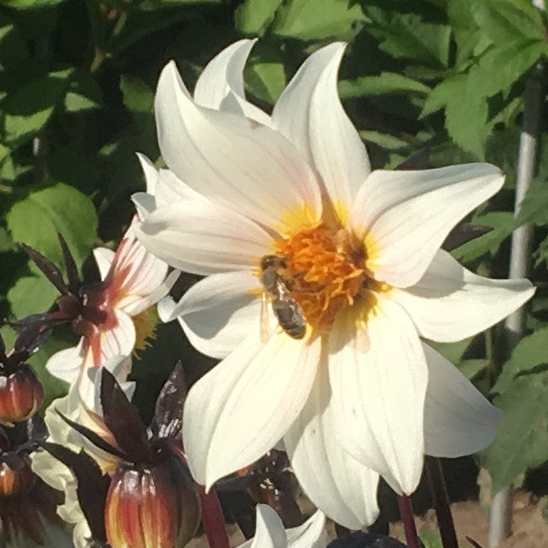 Dahlia Little Swan ™