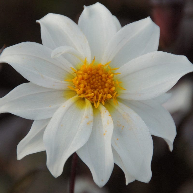 Dahlia Little Swan ™