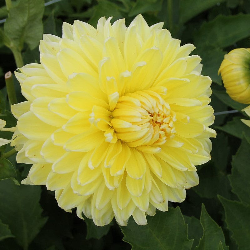 Gele biologische Dahlia in het veld