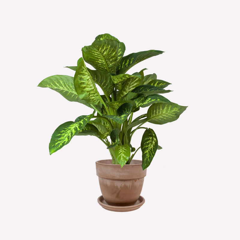 Dieffenbachia in bolle grijze terracotta pot