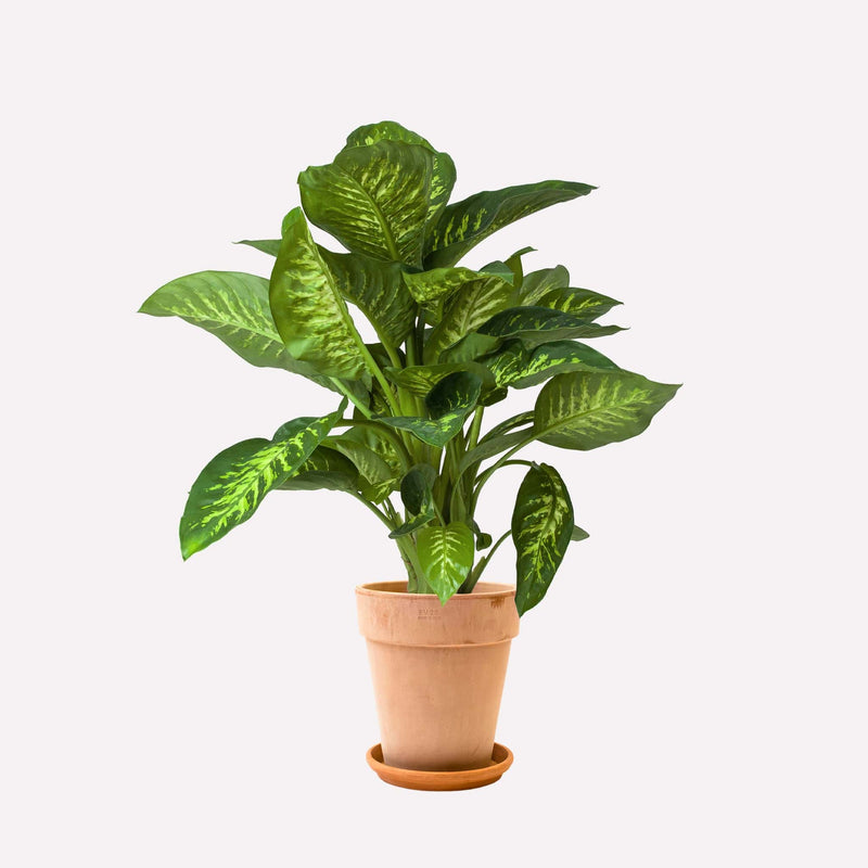 Dieffenbachia in hoge terracotta pot