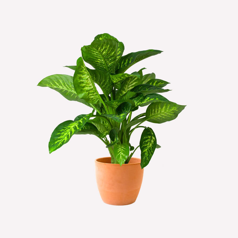 Dieffenbachia in terracotta pot