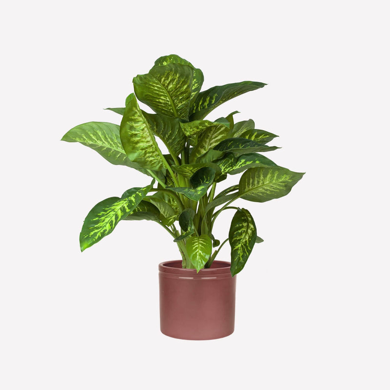 Dieffenbachia in wijnrode keramieken pot