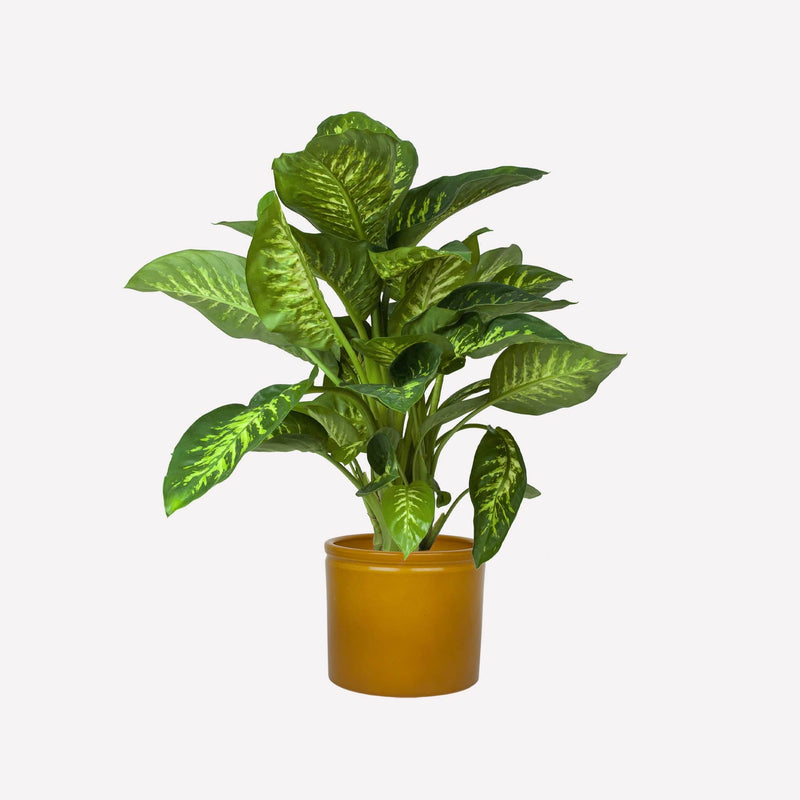 Dieffenbachia in mosterdgele keramieken pot
