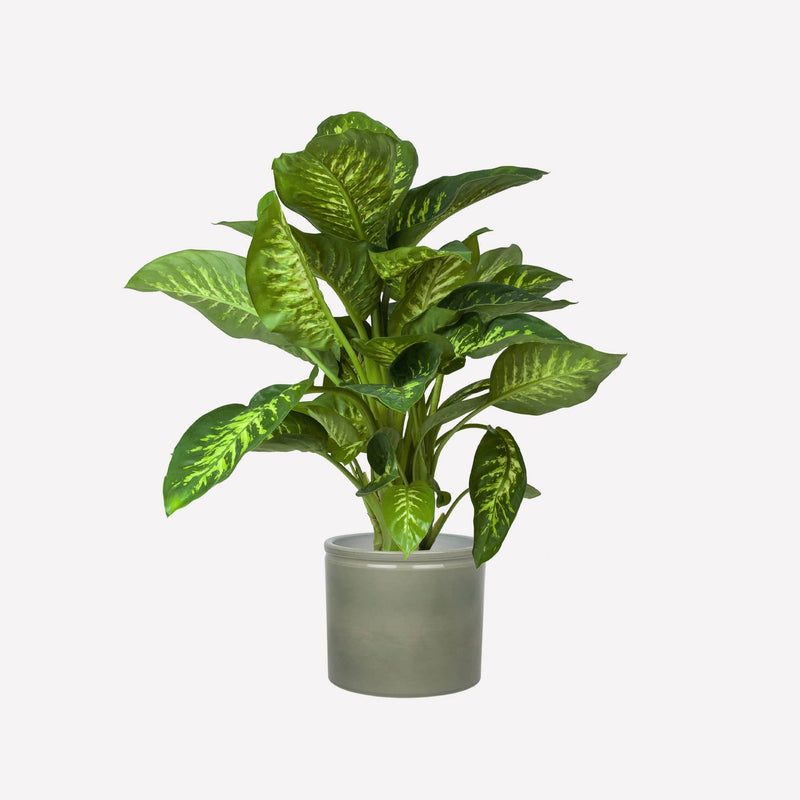 Dieffenbachia in saliegroene keramieken pot
