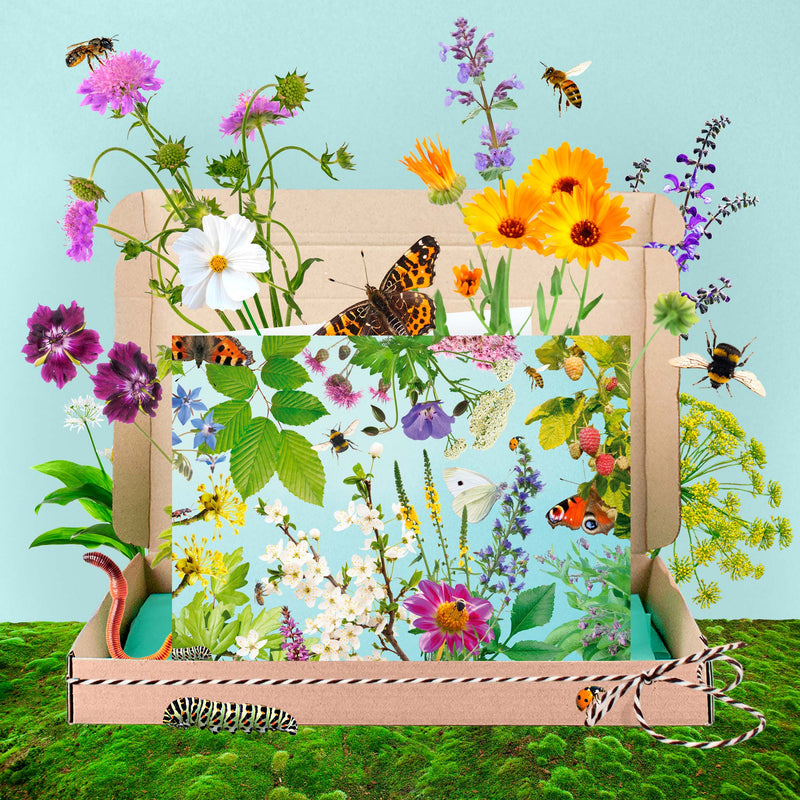 Doosje biodiversiteit met bloemen en insecten