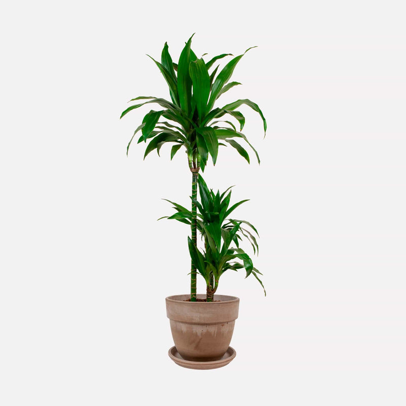 Dracaena Janet Craig