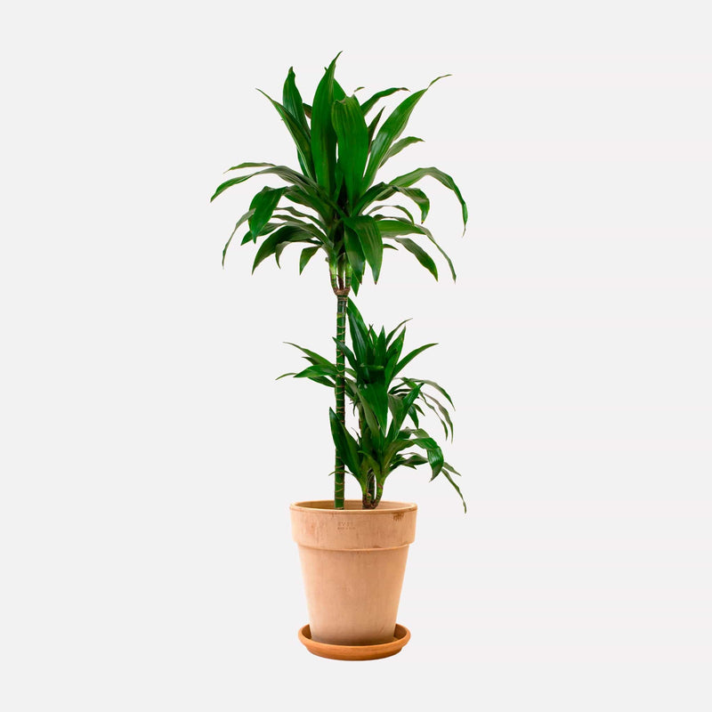 Dracaena Janet Craig