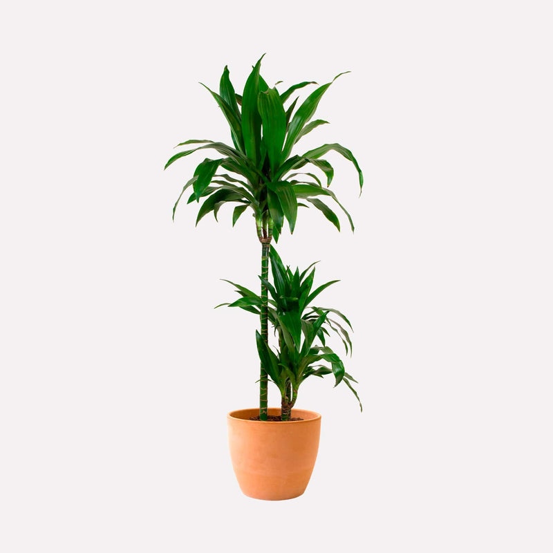 Dracaena Janet Craig