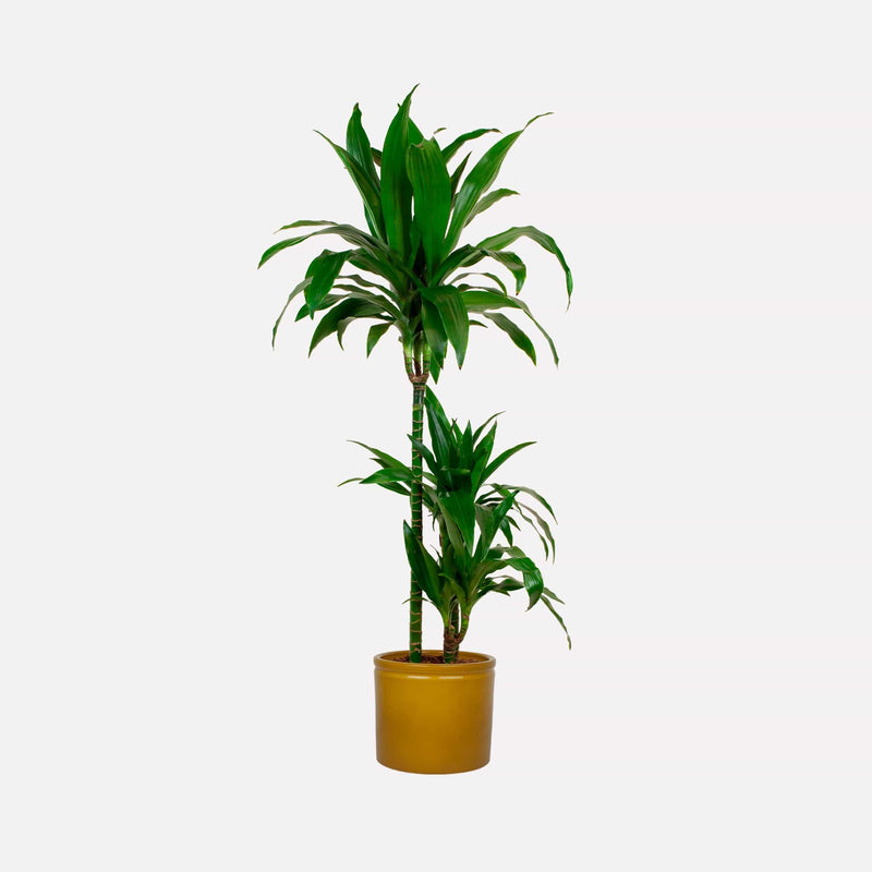 Dracaena Janet Craig