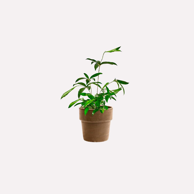 Kleine Dracaena Surculosa in grijze terracotta pot