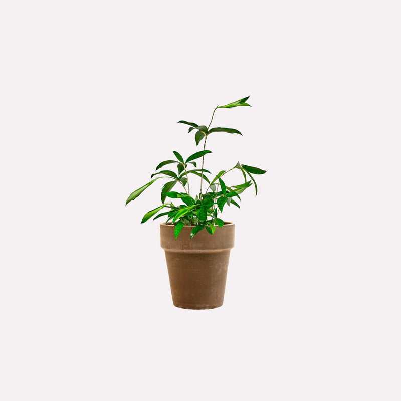Kleine Dracaena Surculosa in hoge grijze terracotta pot