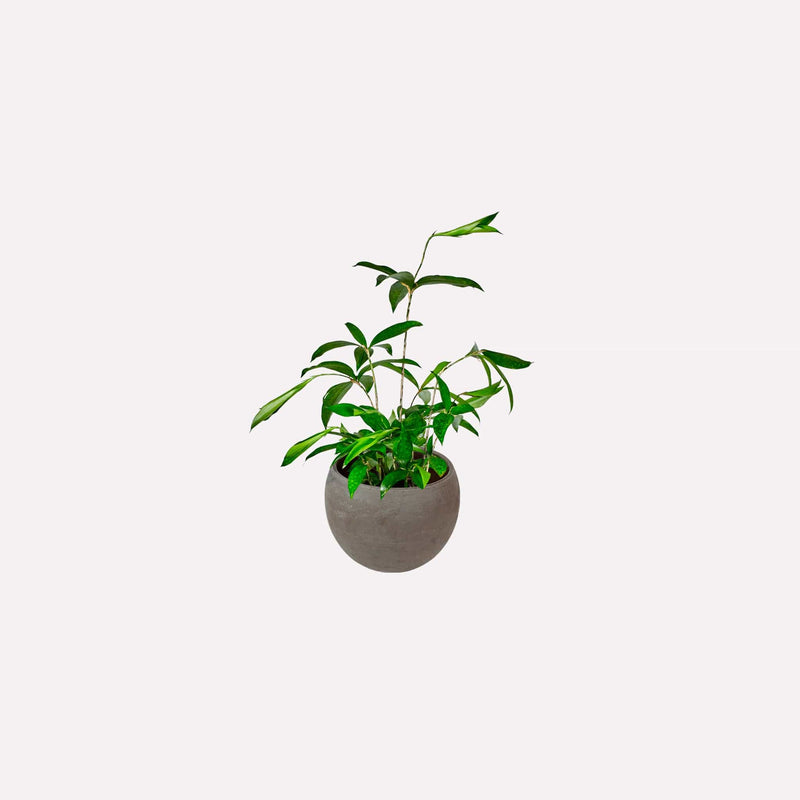 Kleine Dracaena Surculosa in ronde grijze terracotta pot