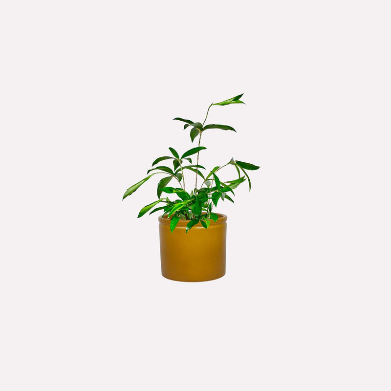 Kleine Dracaena Surculosa in mosterdgele keramieken pot