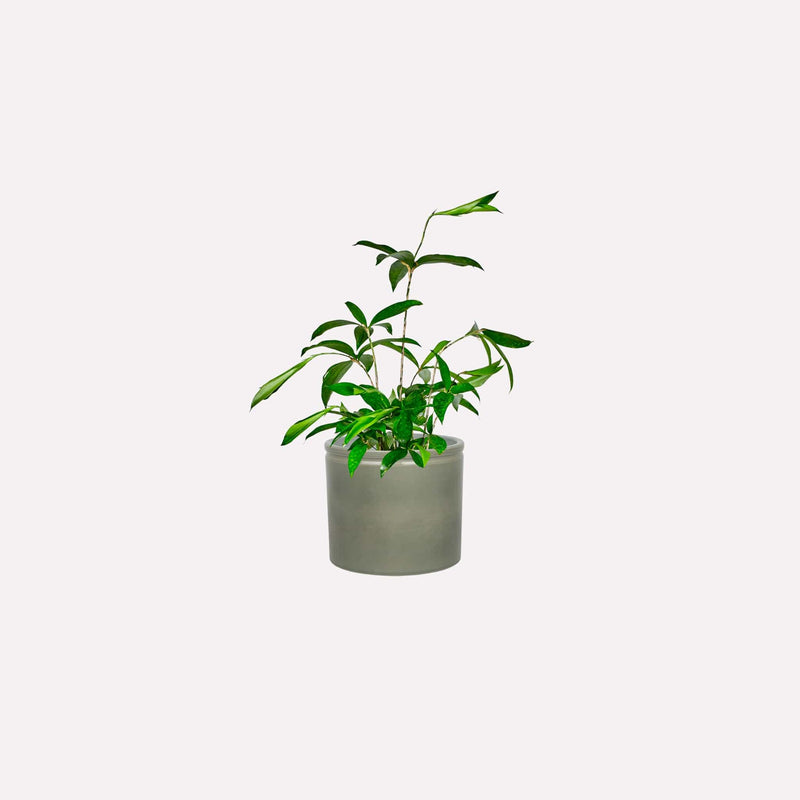 Kleine Dracaena Surculosa in grijsgroene keramieken pot