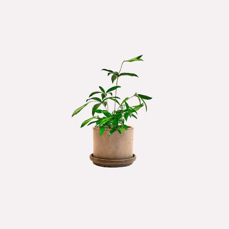 Kleine Dracaena Surculosa in strakke grijze terracotta pot