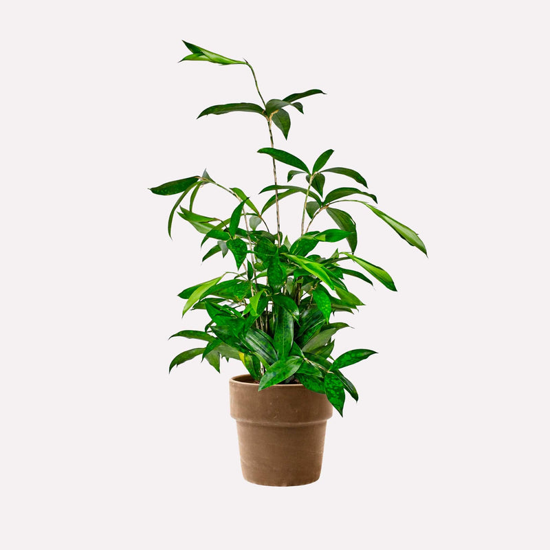 Dracaena Surculosa in grijze terracotta pot