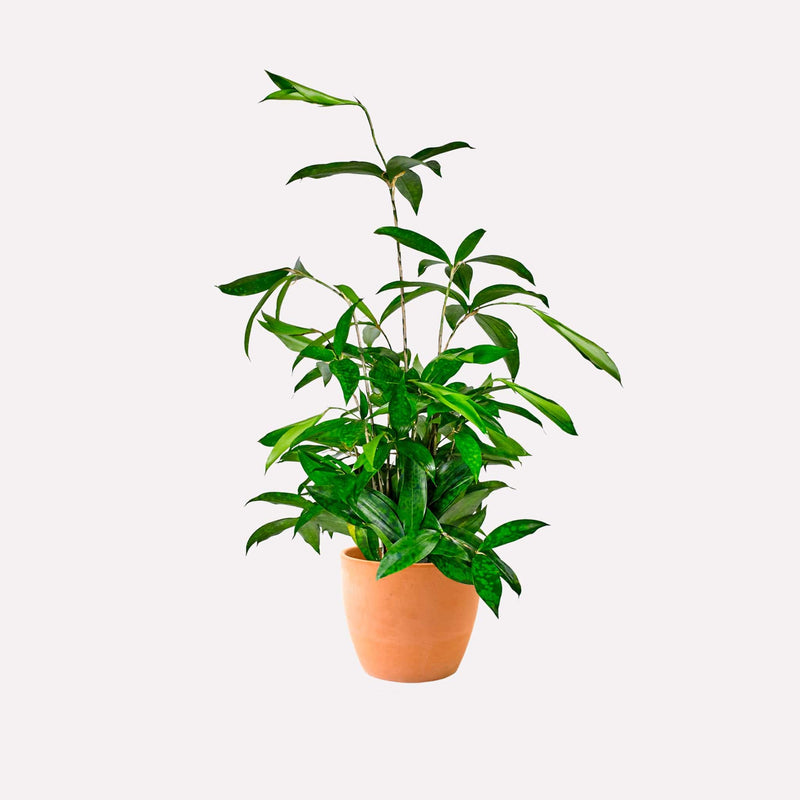 Dracaena Surculosa in terracotta pot