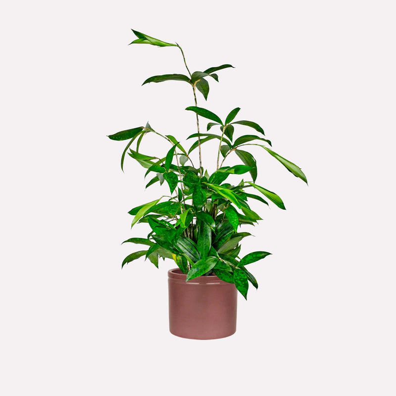 Dracaena Surculosa in wijnrode keramieken pot