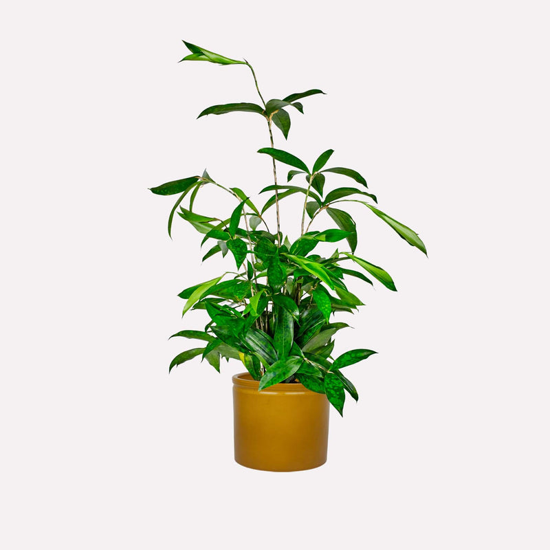 Dracaena Surculosa in mosterdgele keramieken pot