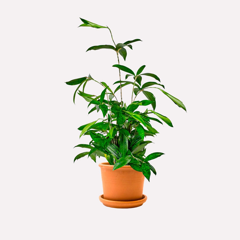 Dracaena Surculosa in terracotta pot
