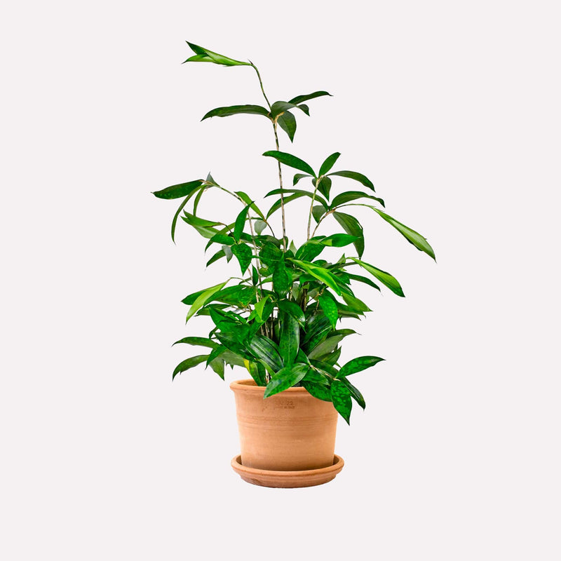 Dracaena Surculosa in lichte terracotta pot