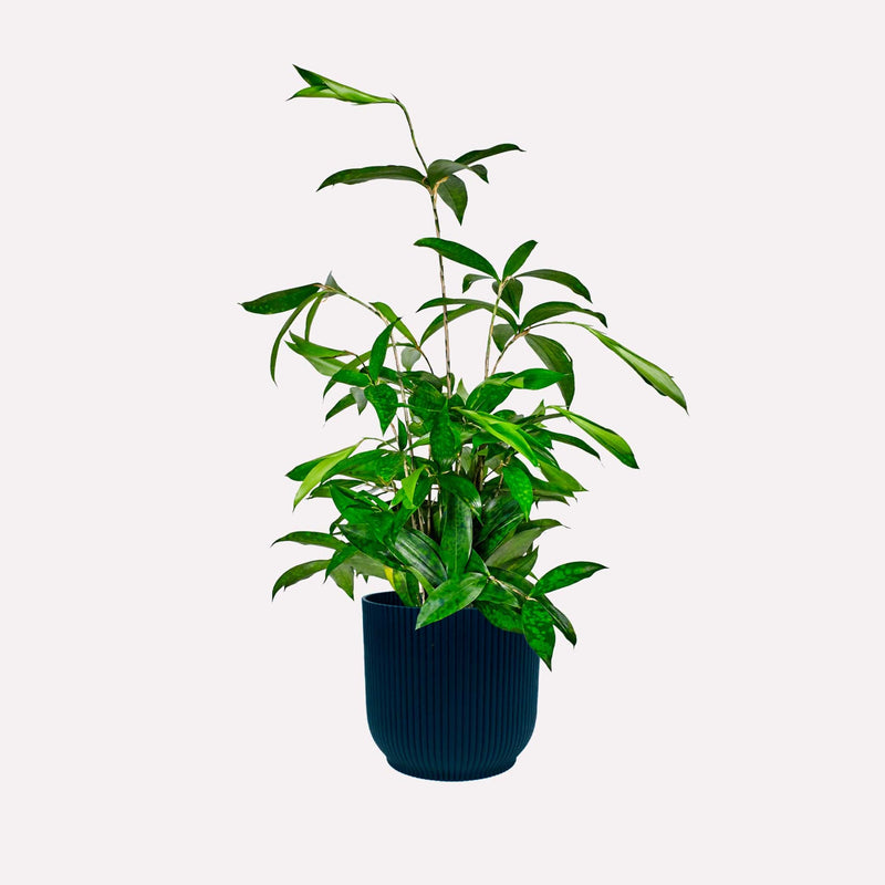 Dracaena Surculosa in donkerblauwe plastic geribbelde pot