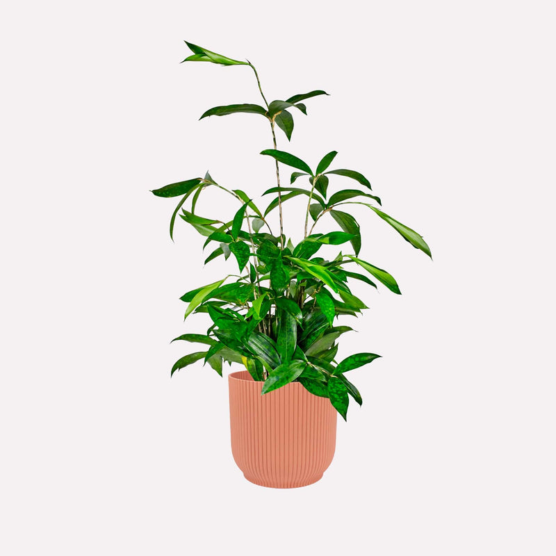 Dracaena Surculosa in oudroze plastic geribbelde pot