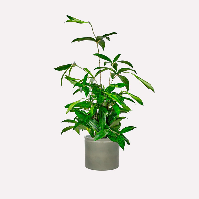 Dracaena Surculosa in grijsgroene keramieken  pot