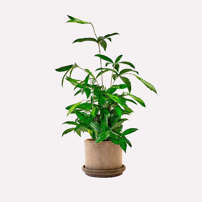 Dracaena Surculosa in strak grijze terracotta pot