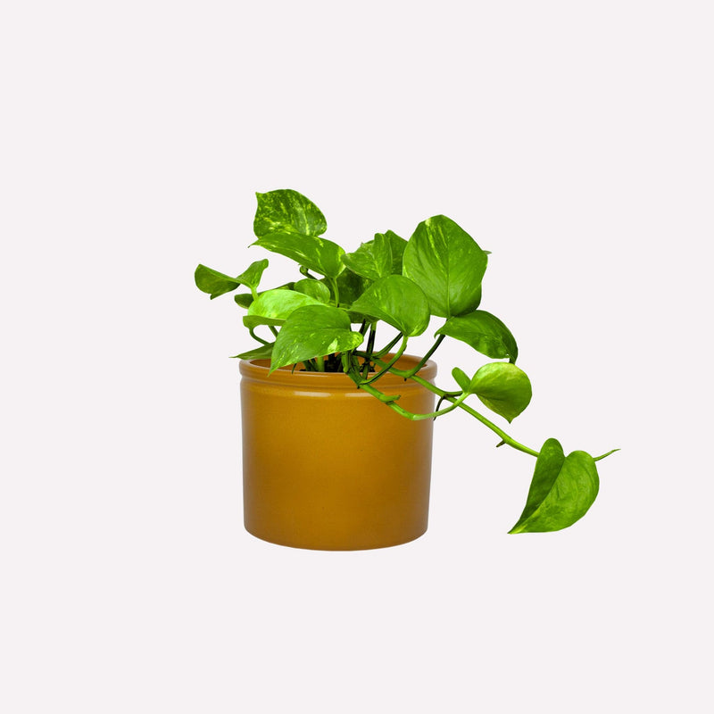 Drakenklimop met mosterdgele pot