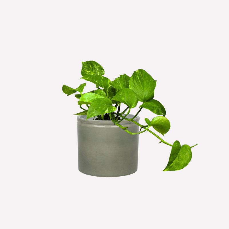 Drakenklimop met grijsgroene pot
