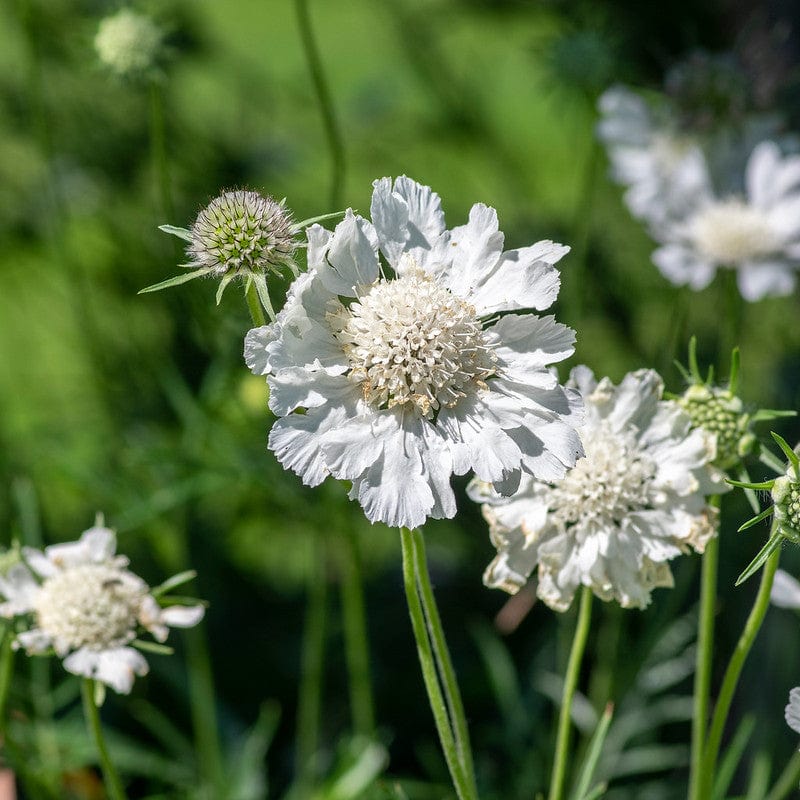 Biologische witte duifkruid in een veld met bloemen