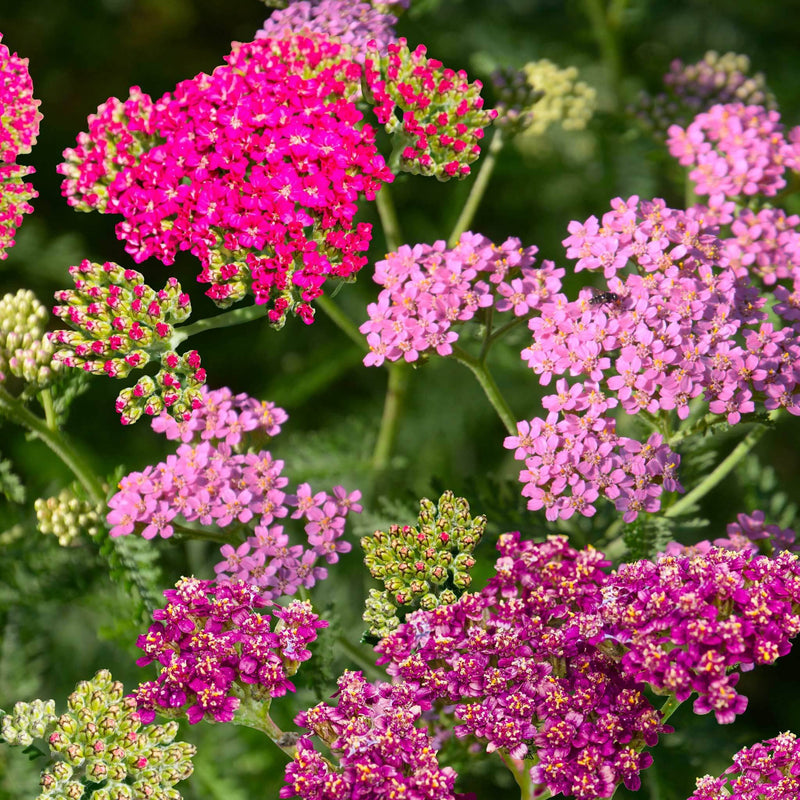Biologische Duizendblad Achillea Roze