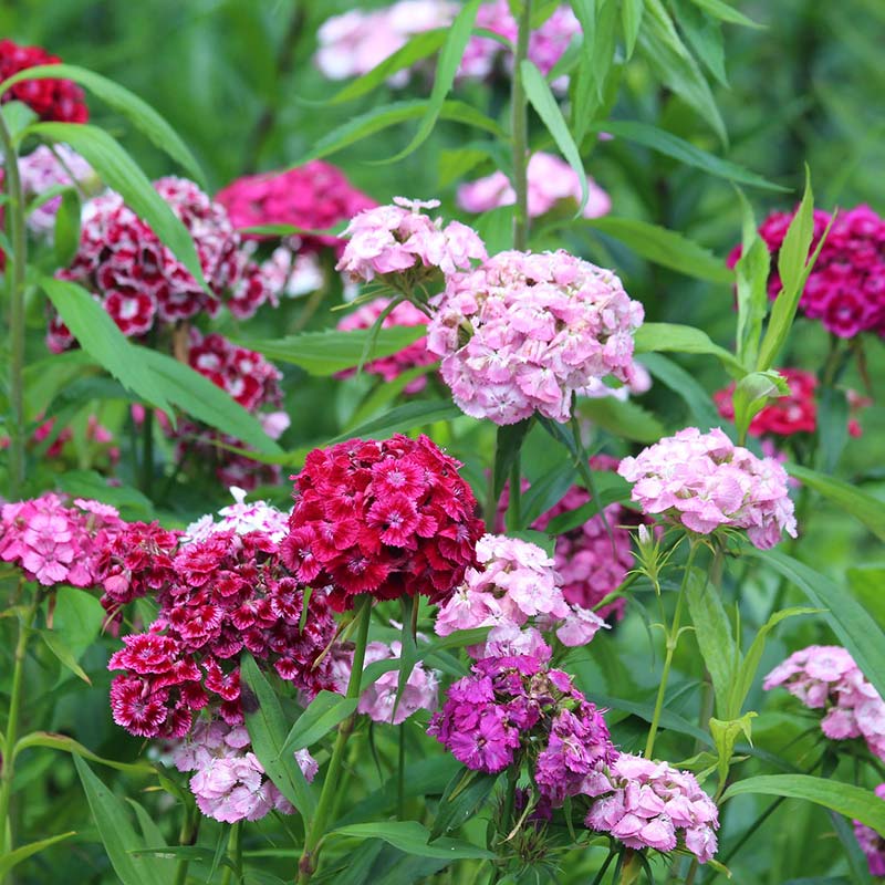 Zaden van de biologische Dianthus in een veld.