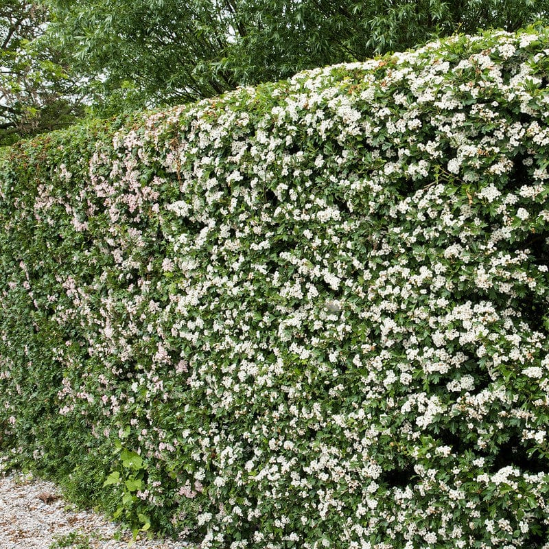 Eenstijlige crataegus in een haag met witte bloemen.