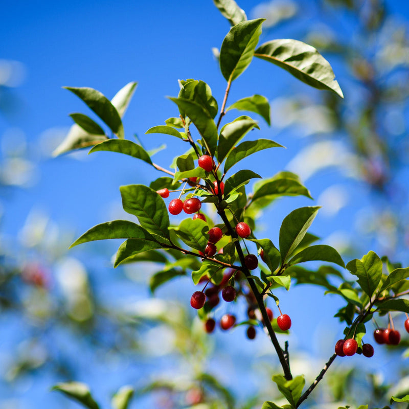 Elaeagnus multiflora, tak met bessen