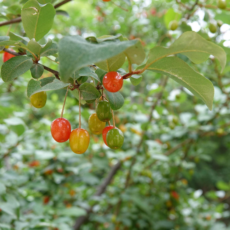 Langstelige Olijfwilg