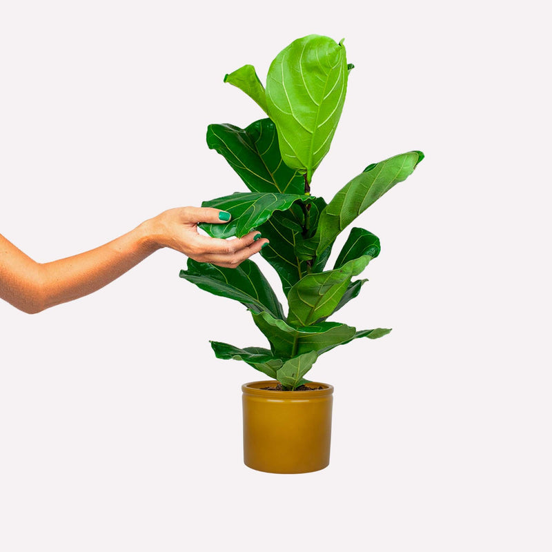 Ficus lyrata in een mosterdgele keramieken pot. Een hand raakt het blad aan.