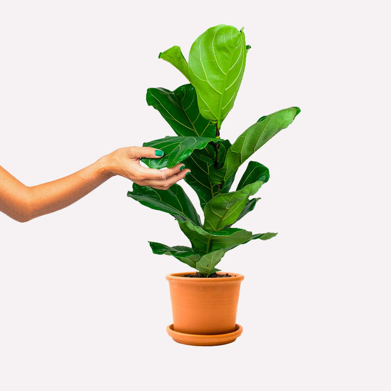 Ficus lyrata in een terracotta pot. Een hand raakt het blad aan.