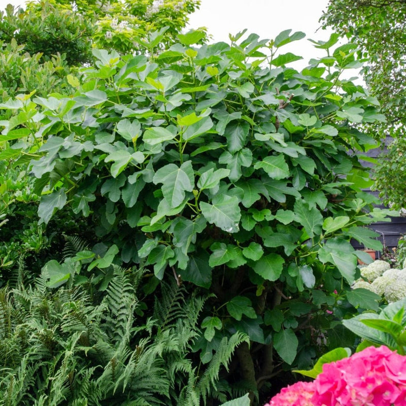 Bio Vijg gustissimo in tuin
