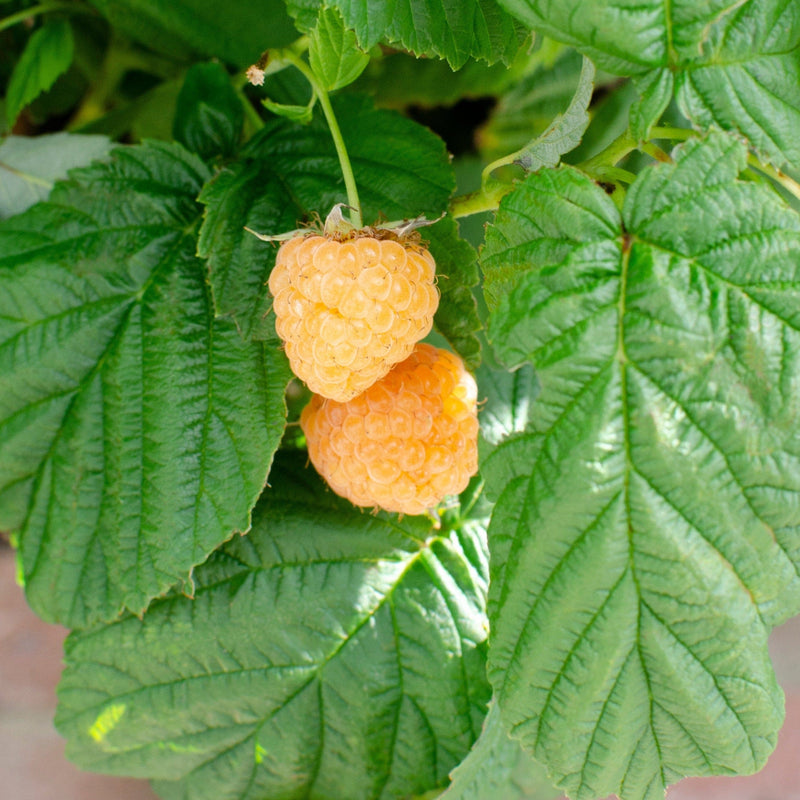 Bio rubus herfstframboos met gele vrucht aan een tak met blad.
