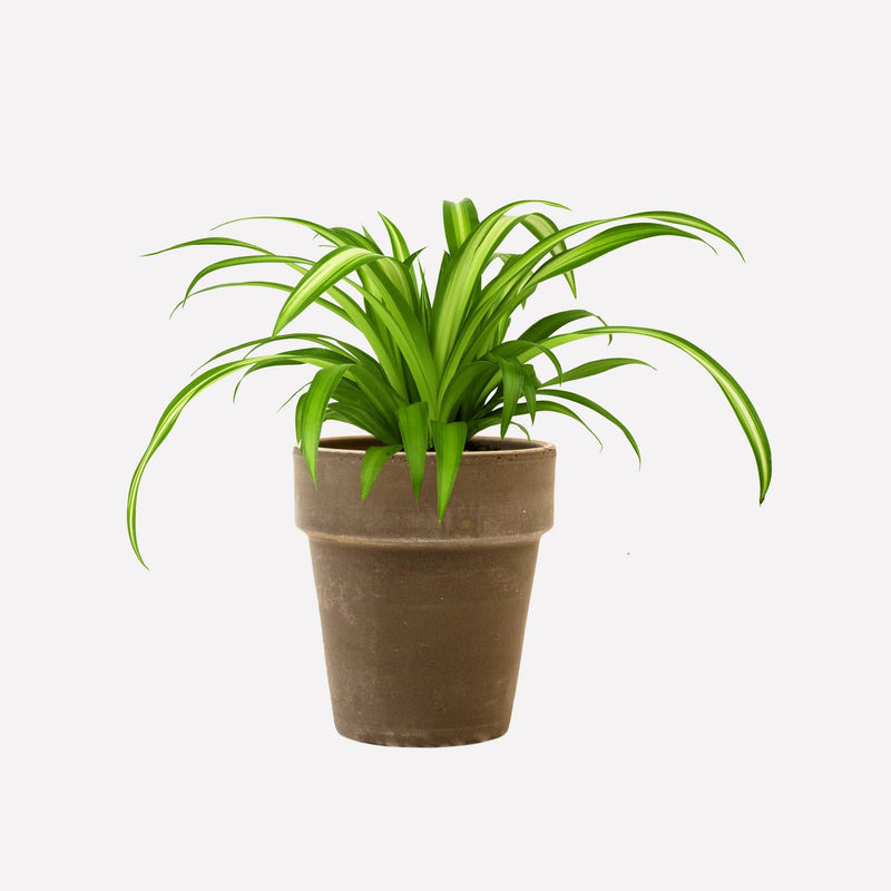 Graslelie in grijze terracotta pot