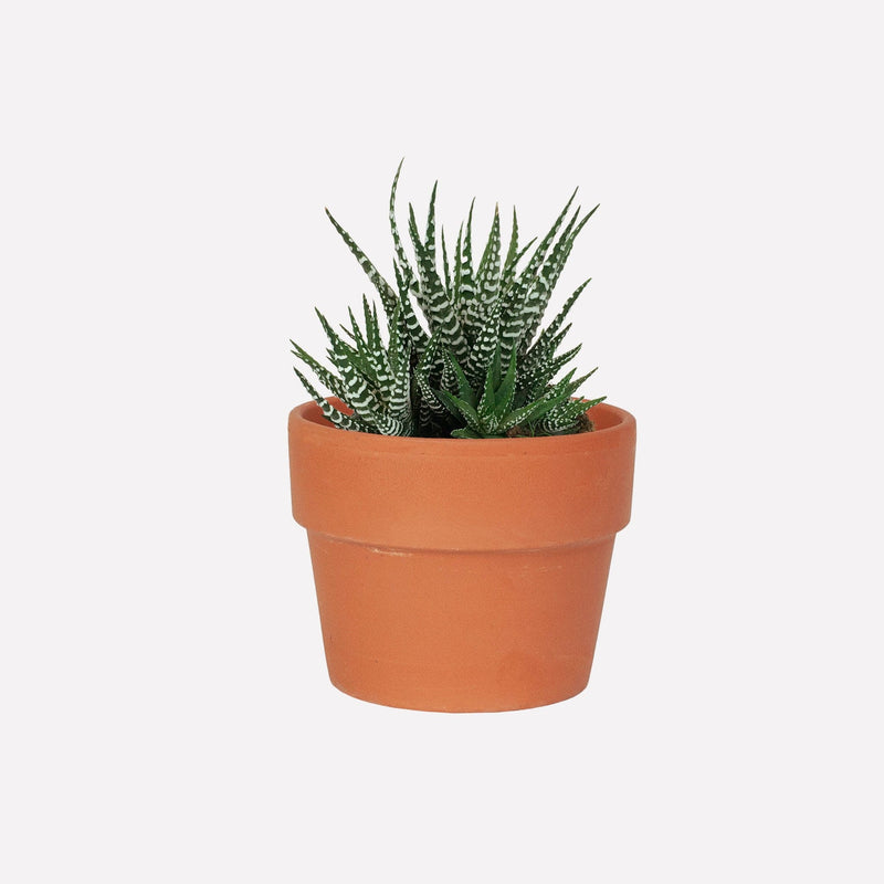 Haworthia Big Band