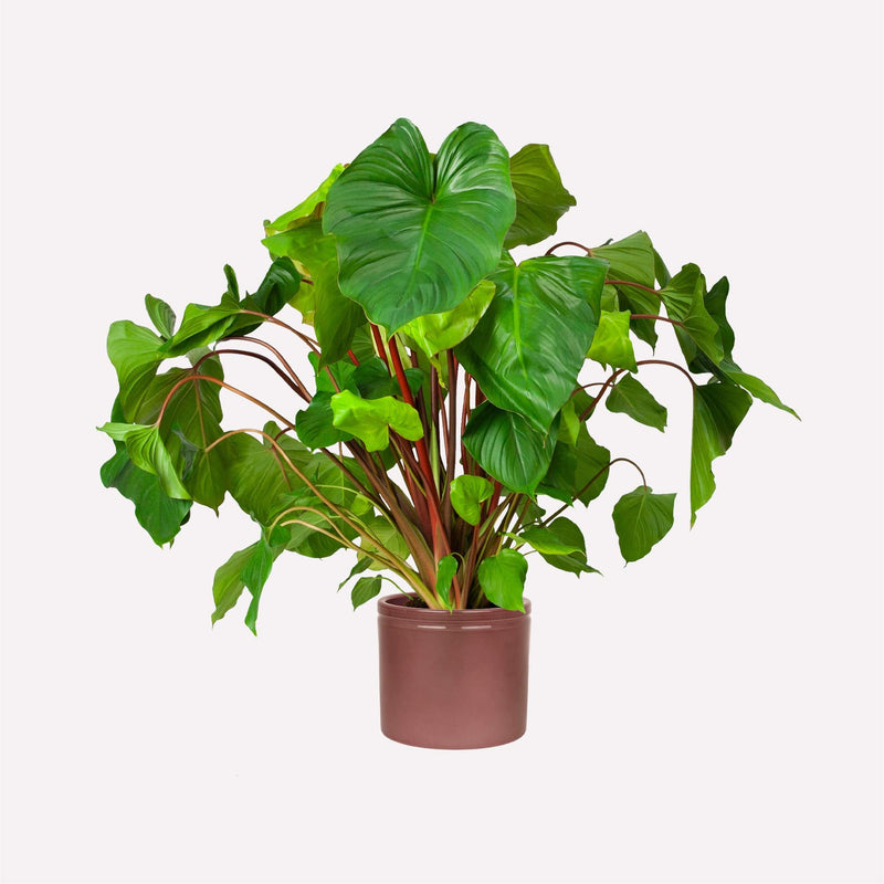 Homalomena in wijnrode pot