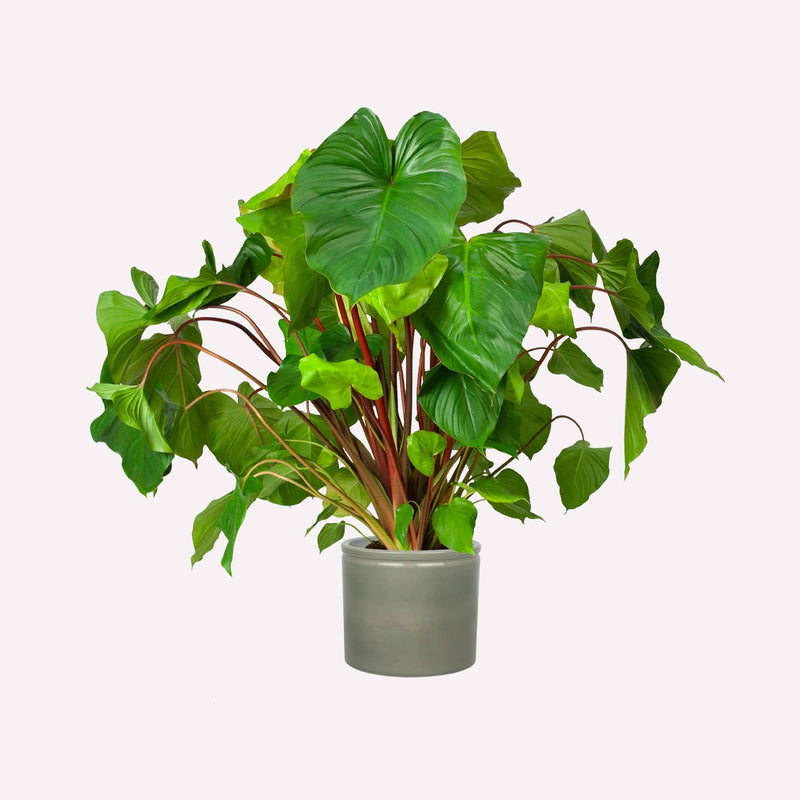 Homalomena in saliegrijze pot