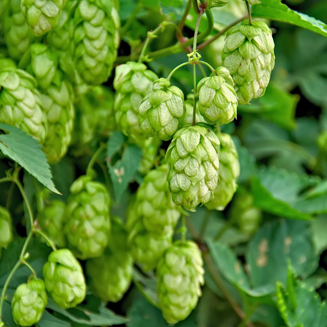 Hop Nordbrau | Biologische en snelgroeiende Klimplant